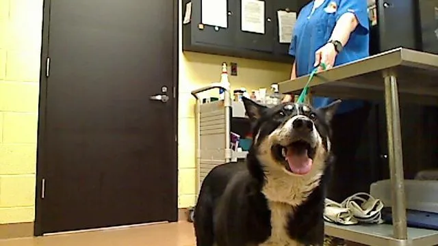 An adult medium-sized female German Shepherd Dog dog named Hope for adoption in Cookeville, TN