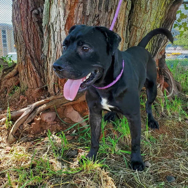 An adult medium-sized male Black Pit Bull Terrier dog named Shadow for adoption in Jersey city, NJ