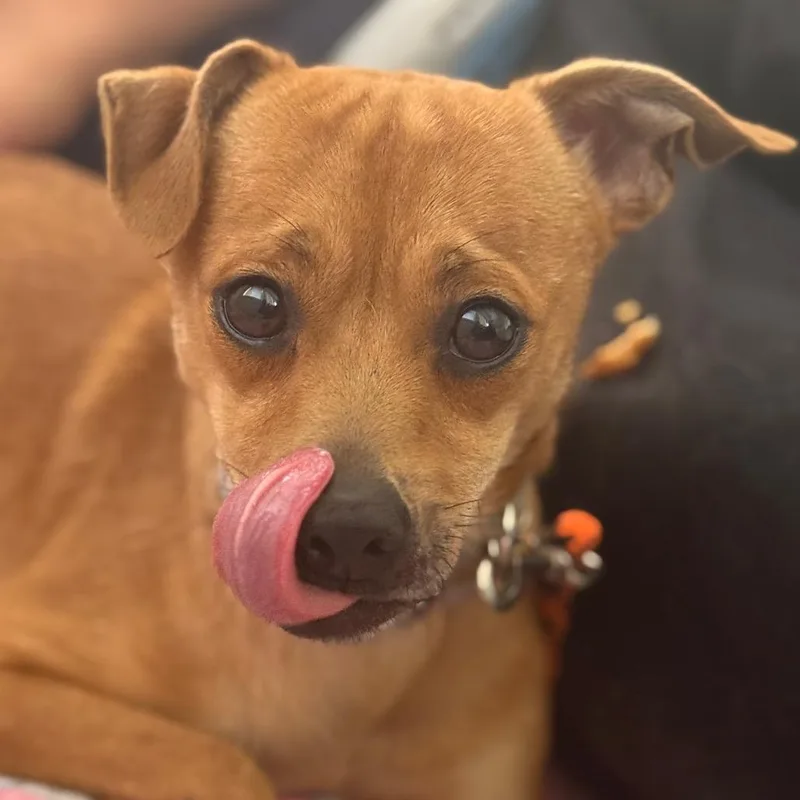 A young small-sized male Brown / Chocolate Chihuahua dog named Panko for adoption in Hawthorne, CA