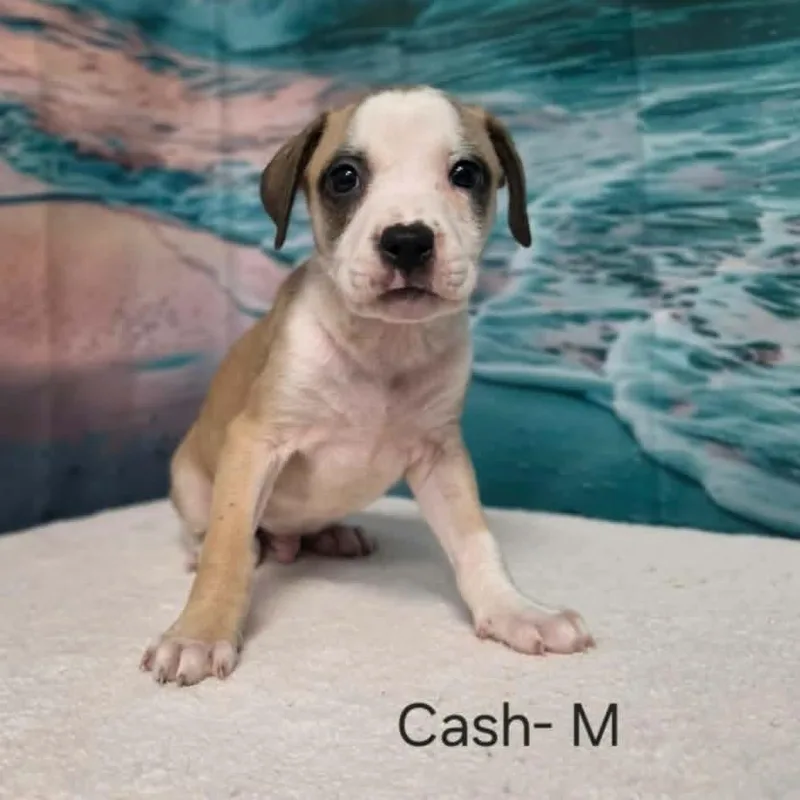 Cash