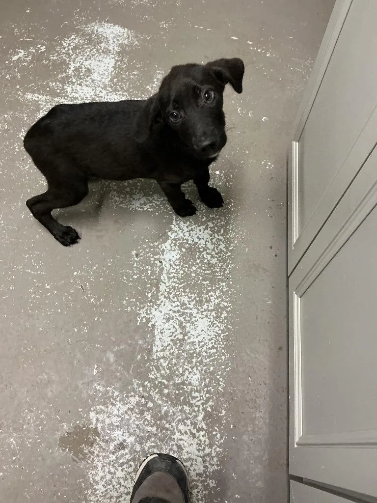 Louie
