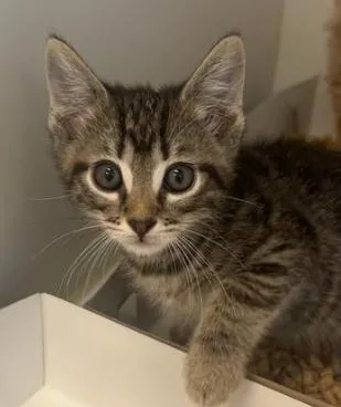 A baby large-sized male Domestic Short Hair cat named Paul for adoption in Greenfield, IN