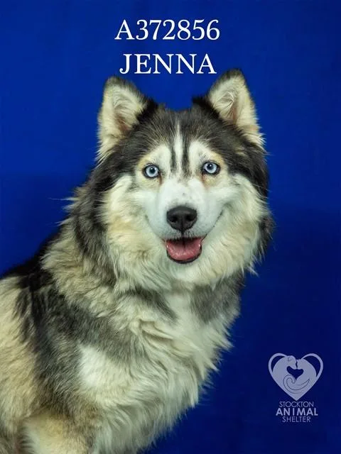 A young large-sized female Siberian Husky dog named Jenna for adoption in Stockton, CA
