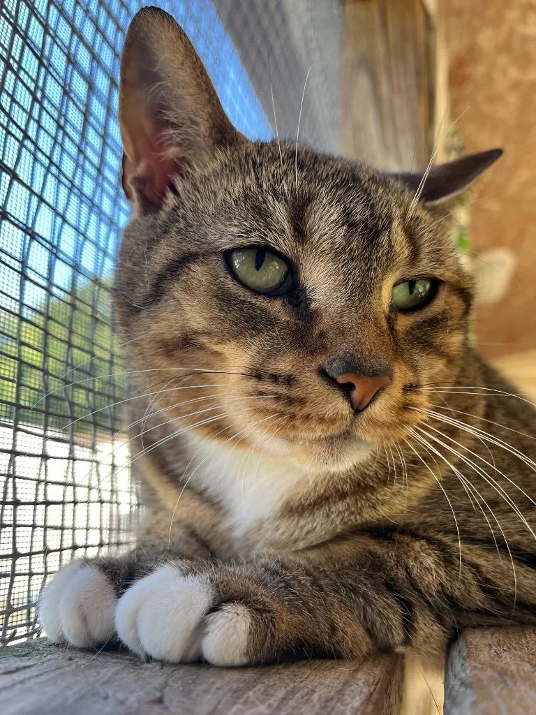 An adult small-sized female Domestic Short Hair cat named Hemi for adoption in Berlin, MD