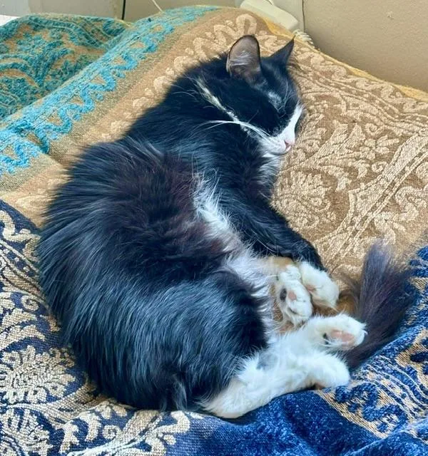 A young medium-sized female Black & White / Tuxedo Tuxedo cat named Zofia for adoption in New York, NY
