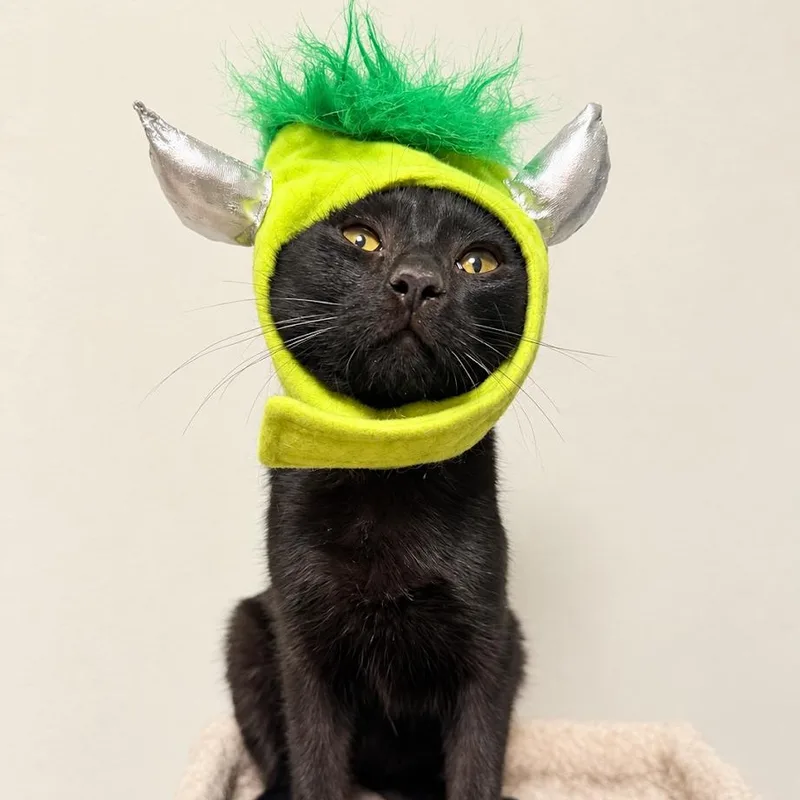 A baby small-sized male Black Bombay cat named Draco for adoption in Miami, FL