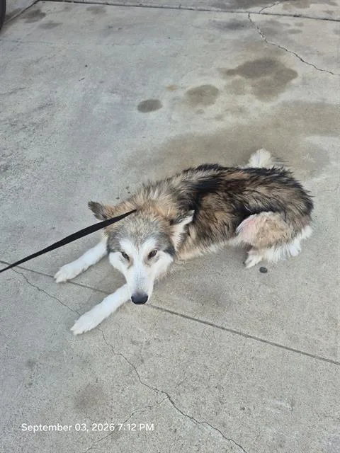 A young large-sized female Husky dog named Vivian for adoption in San Antonio, TX