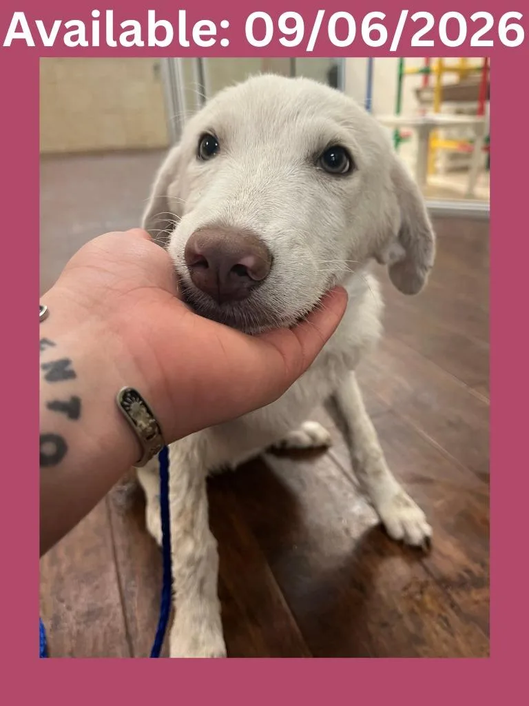 A baby large-sized female Labrador Retriever dog named Dog Kennel  Lovey for adoption in Greenville, TX
