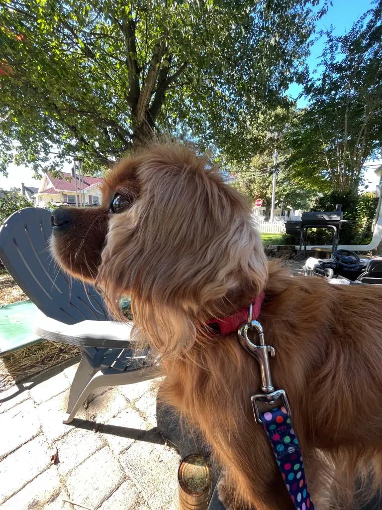 An adult small-sized male Cavalier King Charles Spaniel dog named Romeo for adoption in Freehold, NJ