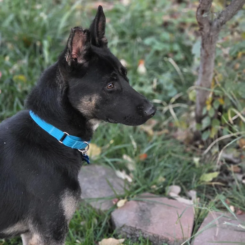 A young large-sized male Black German Shepherd Dog named Finn for adoption in Castle Pines, CO