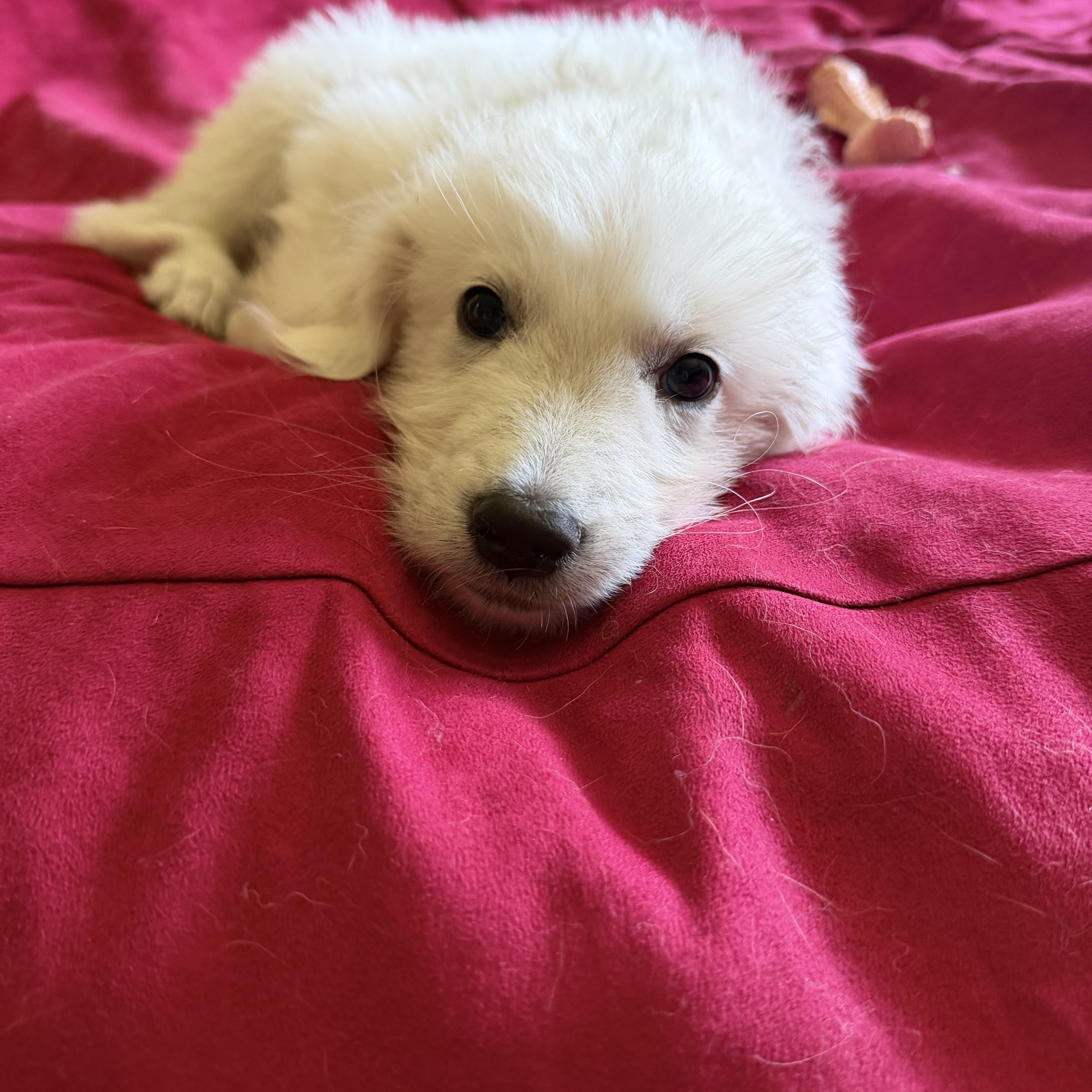 A baby large-sized female White / Cream Maremma Sheepdog dog named Bubbles & Harry for adoption in Pilot Point, TX
