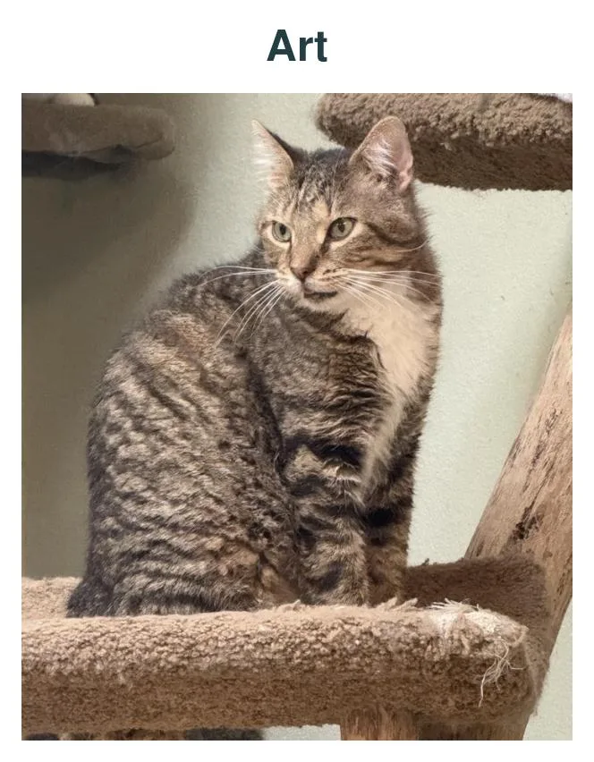 An adult medium-sized male Domestic Short Hair cat named Art for adoption in Richland Center, WI