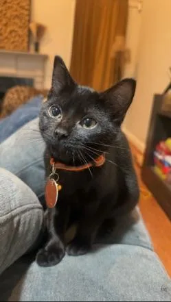 A young medium-sized female Black Domestic Short Hair cat named Miss Olive for adoption in Homewood, AL