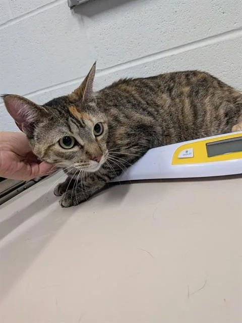 A young small-sized female Domestic Short Hair cat named Josie for adoption in Saint Peters, MO