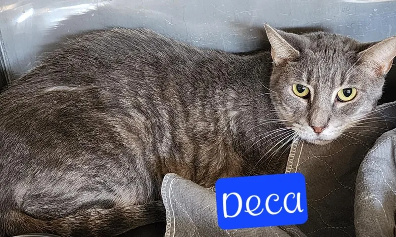 An adult medium-sized male Domestic Short Hair cat named Deca for adoption in Jim Thorpe, PA