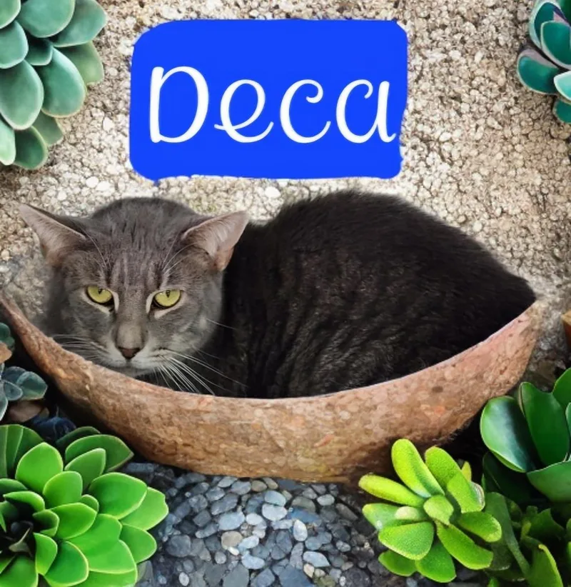 Deca thumbnail 6