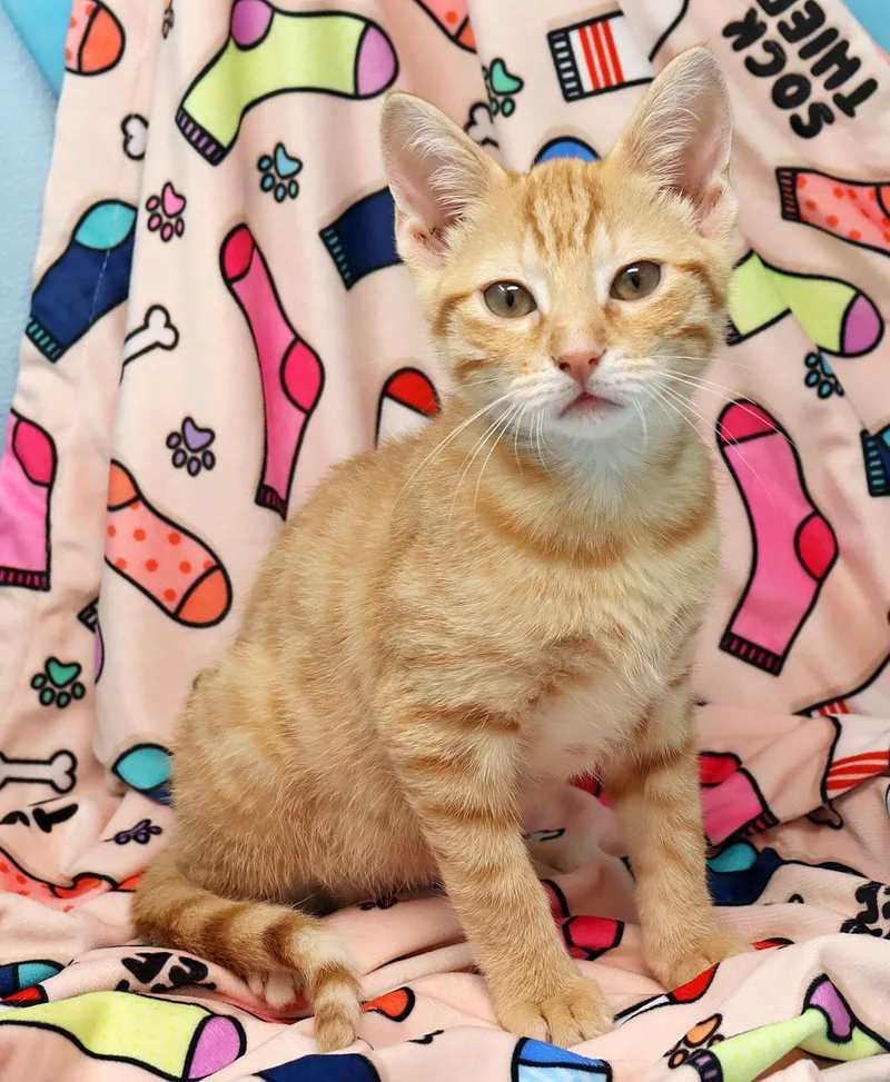 A baby medium-sized male Tabby (Orange / Red) Domestic Short Hair cat named Garfield for adoption in Tierra Verde, FL