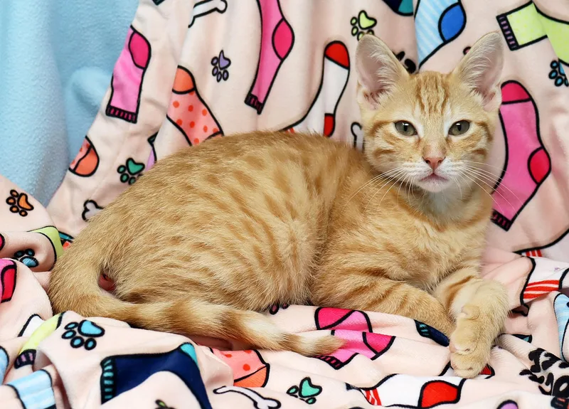 Garfield thumbnail 2