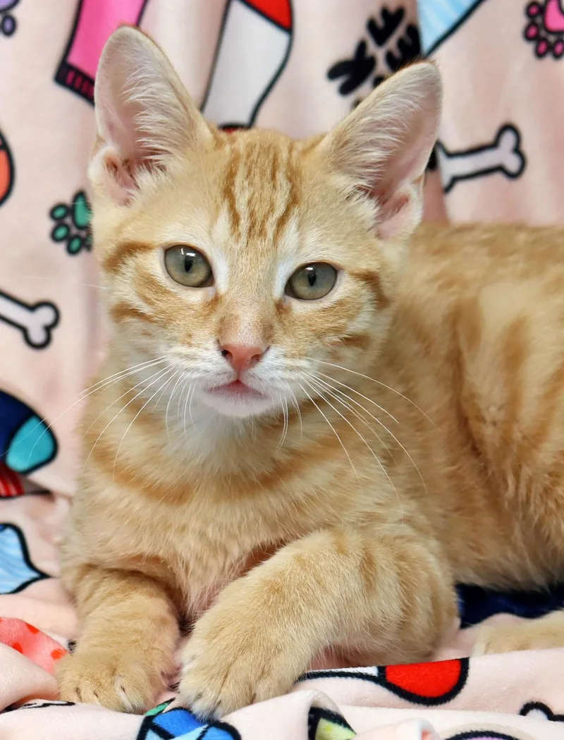 Garfield thumbnail 3