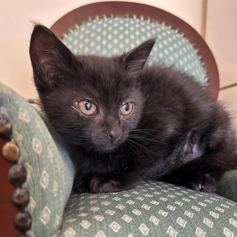 A baby small-sized female Black Domestic Short Hair cat named Parsnip for adoption in Park City, UT
