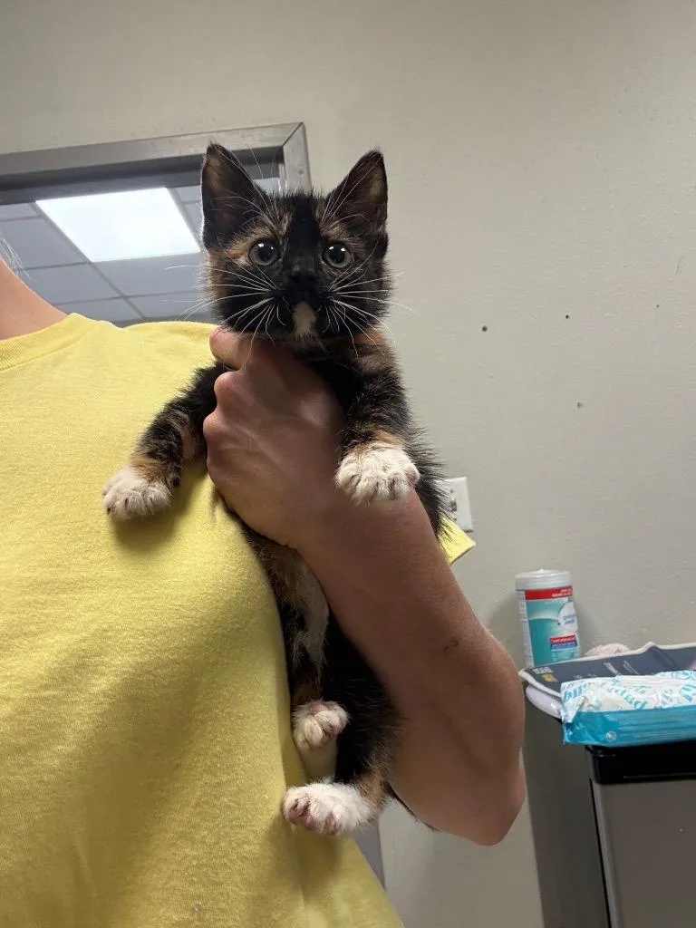 A baby medium-sized female Domestic Short Hair cat named Kateri for adoption in Sorrento, LA