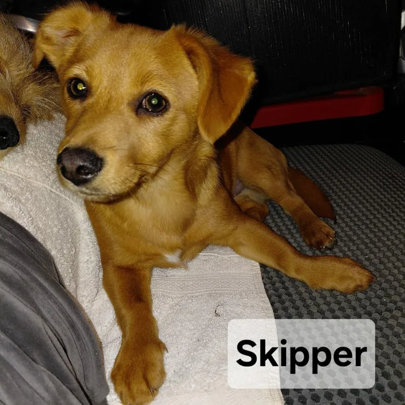 Skipper Pf thumbnail 2