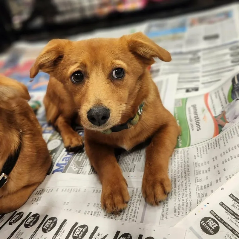 Skipper Pf thumbnail 3