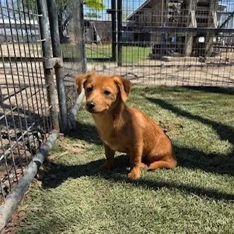 Skipper Pf thumbnail 4