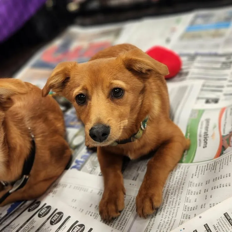 Skipper Pf thumbnail 5