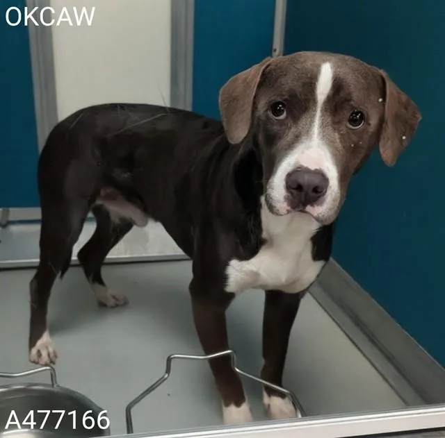 A young medium-sized male Pit Bull Terrier dog named A for adoption in Oklahoma City, OK