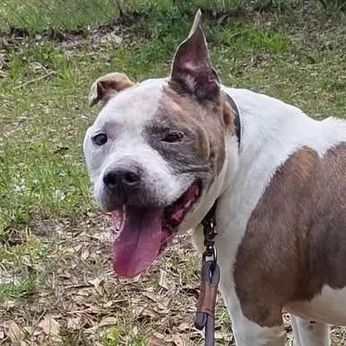 A senior large-sized male Gray / Blue / Silver Pit Bull Terrier dog named Goose for adoption in Sarasota, FL