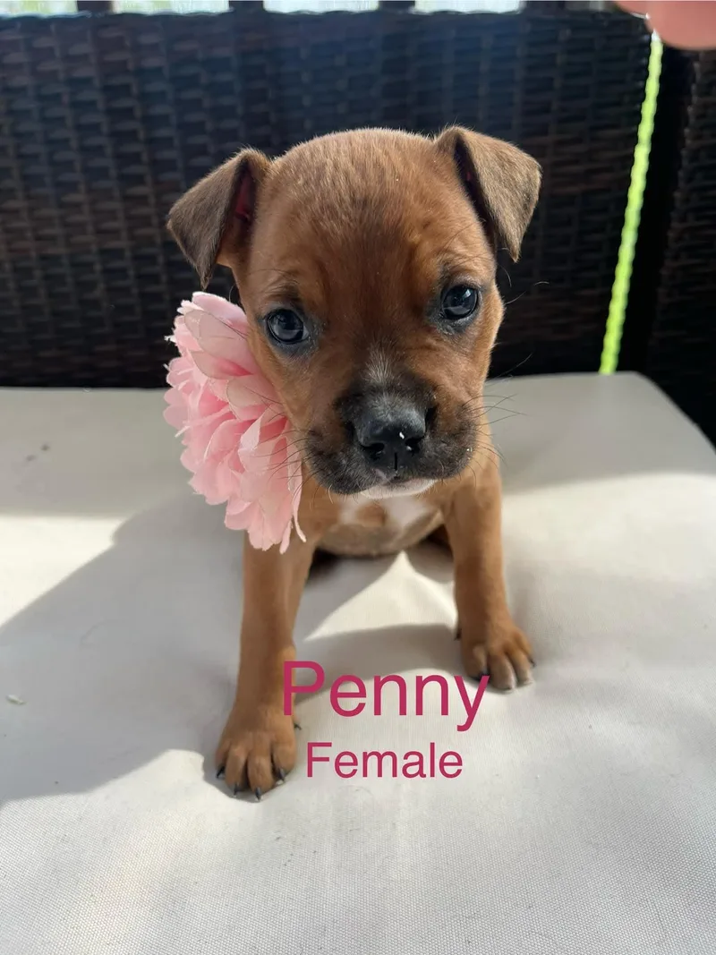 A baby medium-sized female Mixed Breed dog named Penny for adoption in Harrodsburg, KY