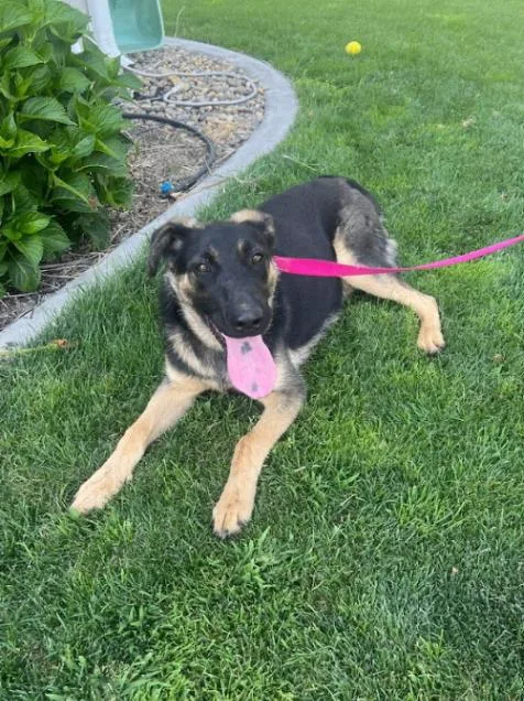 An adult large-sized male Black German Shepherd Dog dog named Ruger for adoption