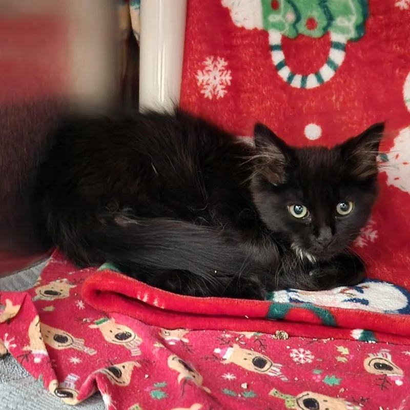 A baby small-sized male Black Domestic Medium Hair cat named Bd for adoption in Grand Rapids, MI