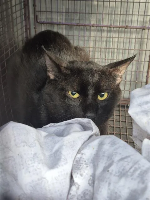 An adult medium-sized male Domestic Medium Hair cat named John for adoption in San Antonio, TX