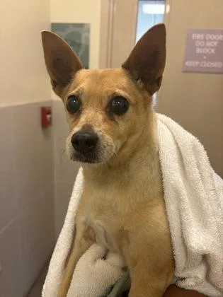 An adult medium-sized female Terrier dog named Chibi for adoption in Honolulu, HI