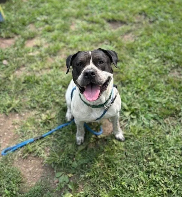 An adult medium-sized male Pit Bull Terrier dog named Django for adoption in Kingston, NY