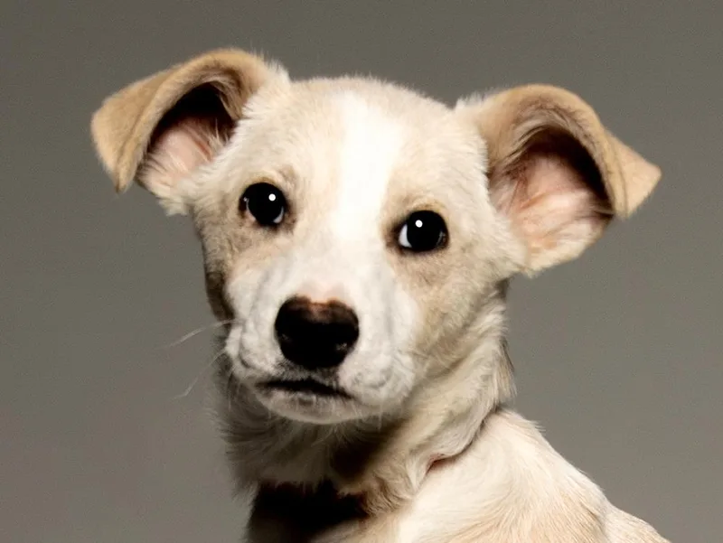 A young medium-sized male Apricot / Beige Mixed Breed dog named Ludwig for adoption in Cookeville, TN