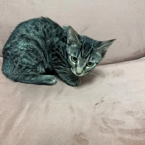 A baby small-sized female Brown / Chocolate Domestic Short Hair cat named Khloe for adoption in Henderson, NV
