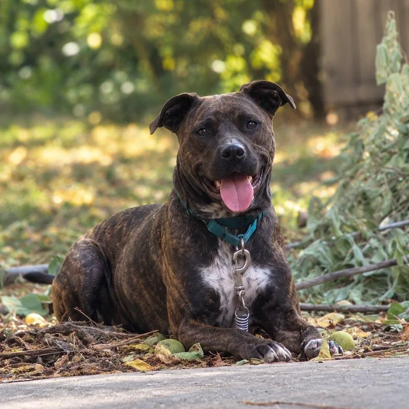 A young large-sized male Brindle Labrador Retriever dog named Boz for adoption in Springfield, MO