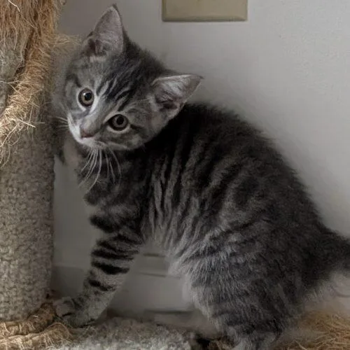 A baby small-sized female Tabby (Tiger Striped) Domestic Short Hair cat named Rosalina for adoption in Knoxville, TN