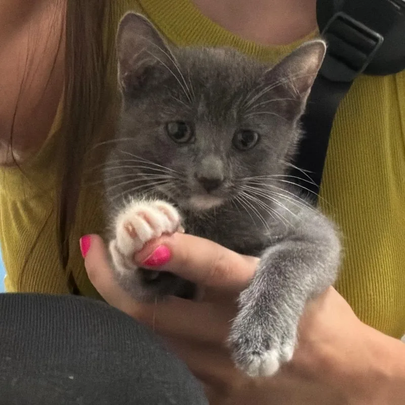A baby small-sized female Domestic Short Hair cat named Emma for adoption in Cumming, GA