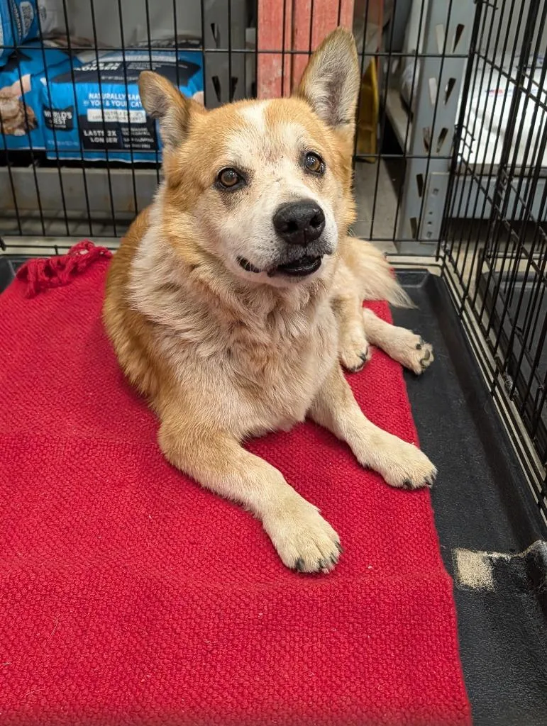 A senior medium-sized male Corgi dog named Rocky for adoption in Angola, IN