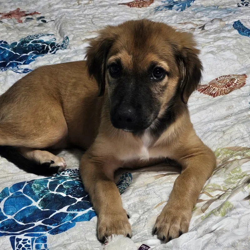 A baby medium-sized female Shepherd dog named Harper for adoption in Myrtle Beach, SC