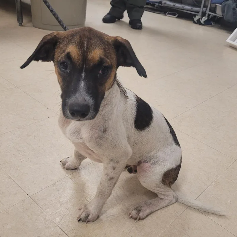A young medium-sized male White / Cream Mixed Breed dog named Copper for adoption in Lake Panasoffkee, FL