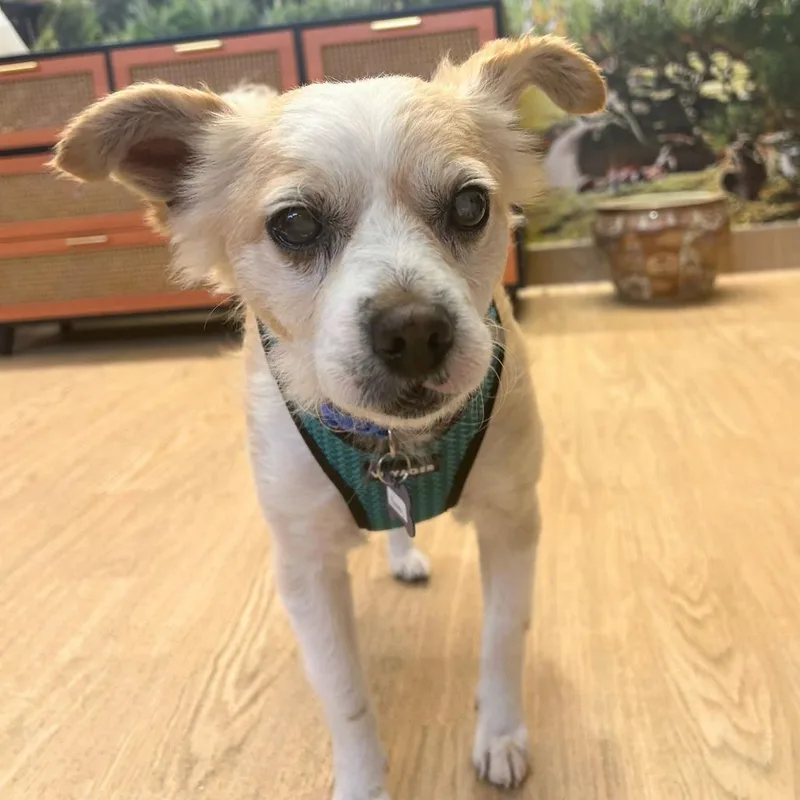 A senior small-sized male Brown / Chocolate Terrier dog named Bonkers for adoption in San Francisco, CA