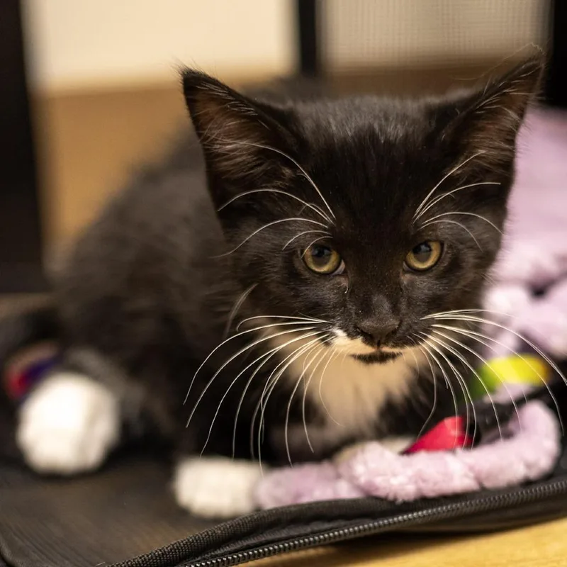 A baby small-sized female Black Domestic Short Hair cat named Zuri for adoption in Chaska, MN