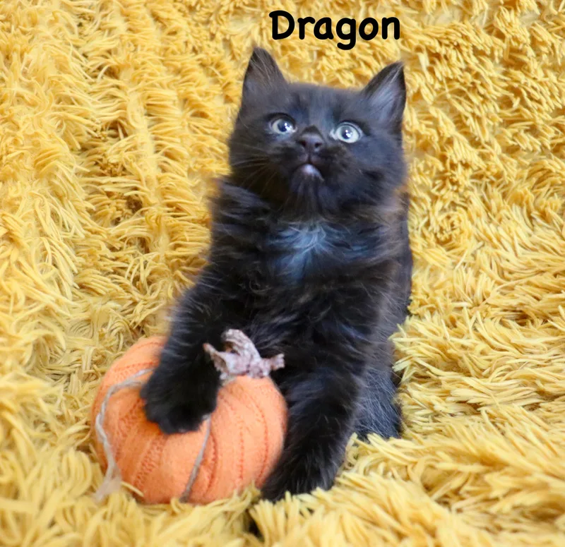 Dragon thumbnail 4
