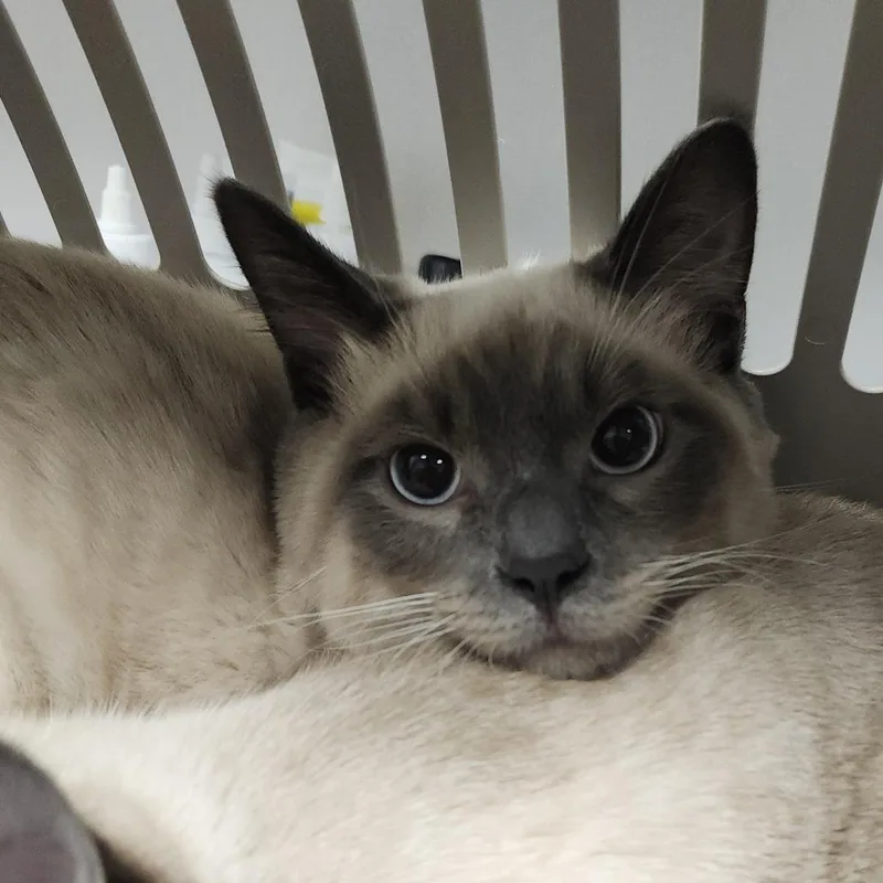 A young medium-sized male Siamese cat named Theo for adoption in Tampa, FL