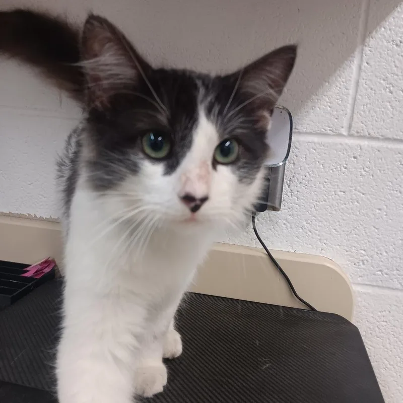 A young medium-sized male Gray / Blue / Silver Domestic Long Hair cat named Oreo for adoption in Ardmore, OK